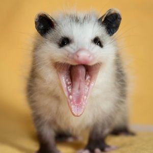 Meet your Posher, Jayk